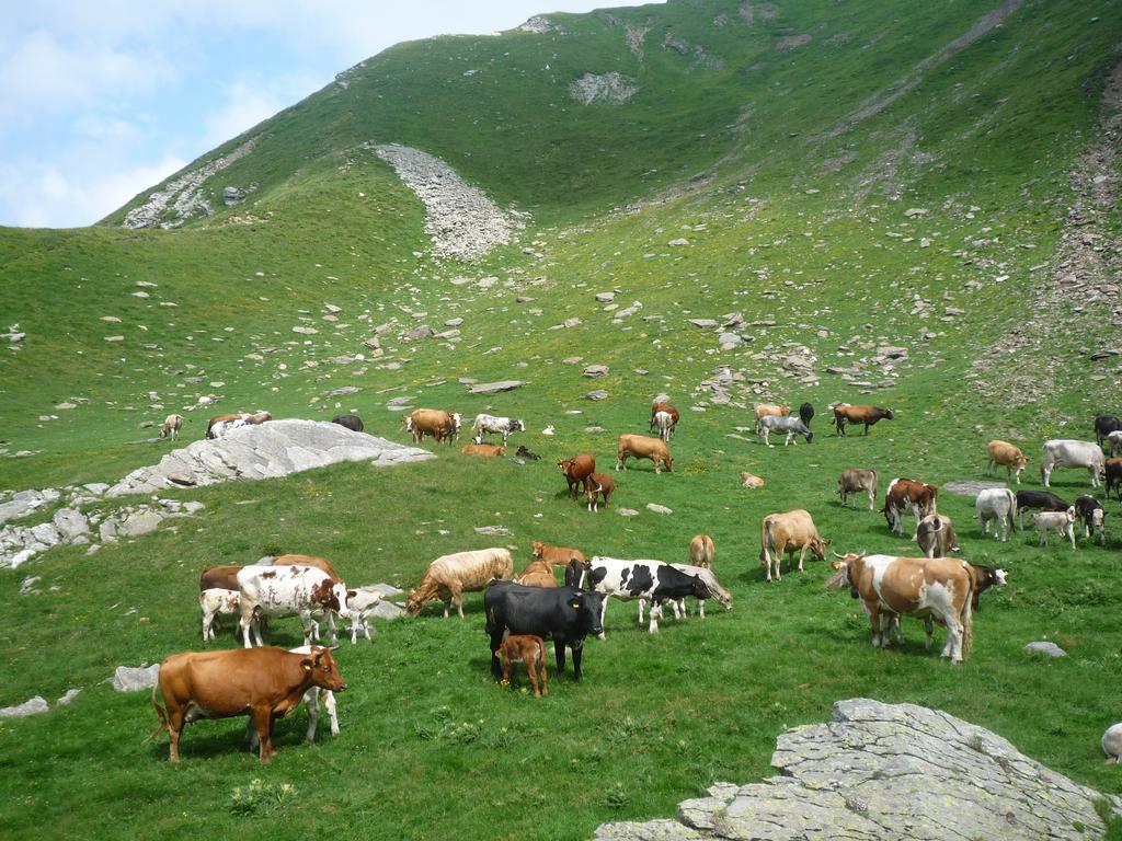 B&B Alpe Veglia Varzo Kültér fotó