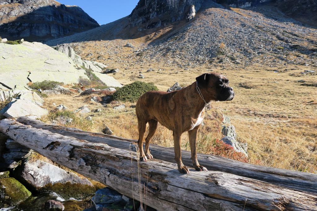 B&B Alpe Veglia Varzo Kültér fotó